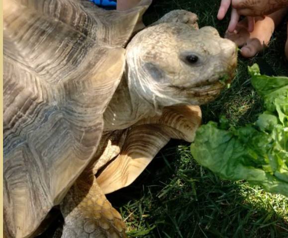 Photo of a turtle